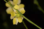 Florida yellow flax